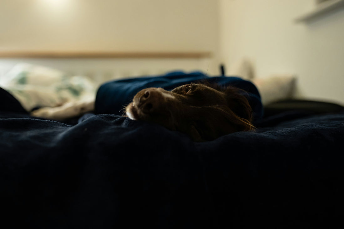 Dog Furniture Blankets for Multi-Pet Homes: What to Consider