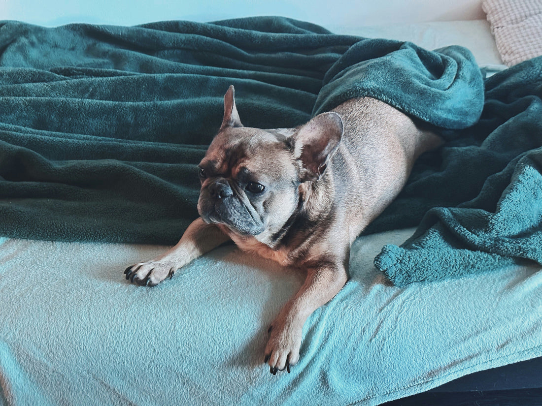 Waterproof Dog Blankets for Beds: How to Choose the Right Size